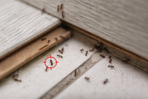 Best Residential Pest Control  in Newark, CA