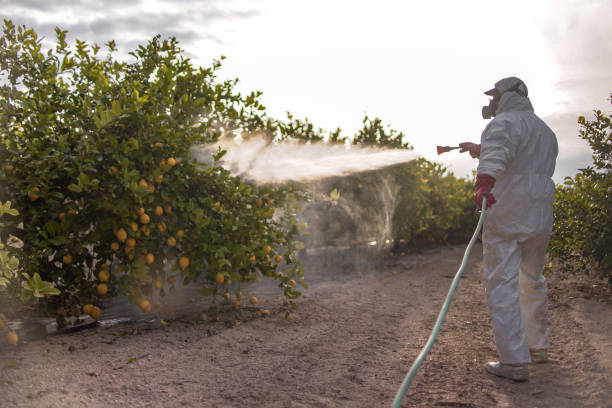 Best Termite Control Services  in Newark, CA